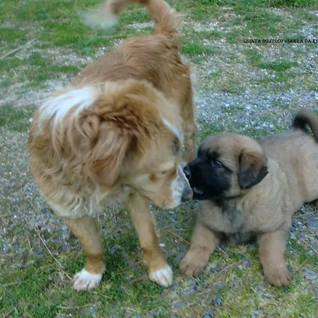 펜션 Quinta Do Circo - Serra Da Estrela -